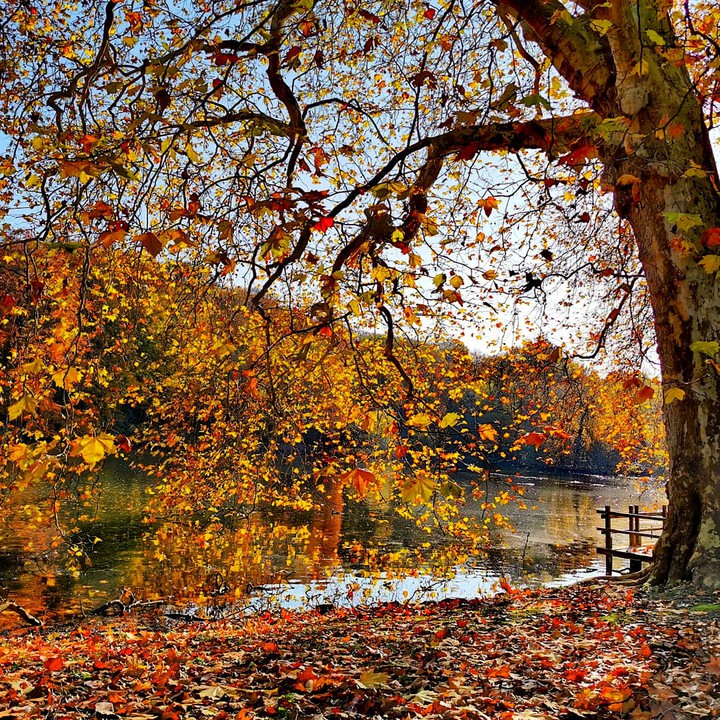 Rombergpark

Dortmund