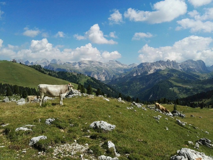 Pascoli di Montagna