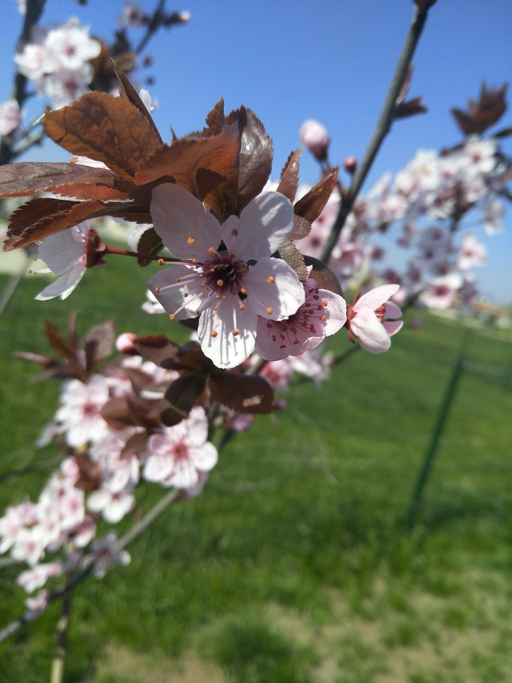 spring