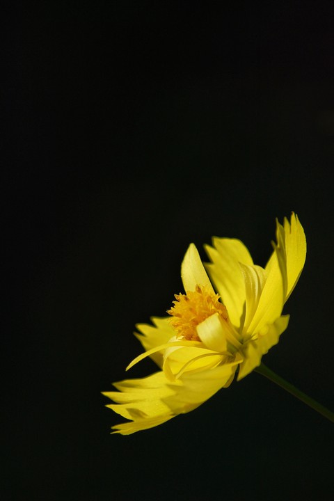 yellow love