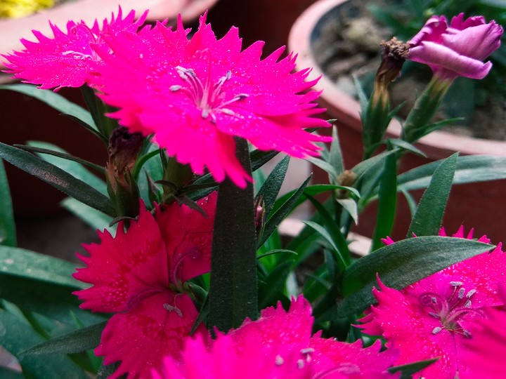 dianthus_closeup