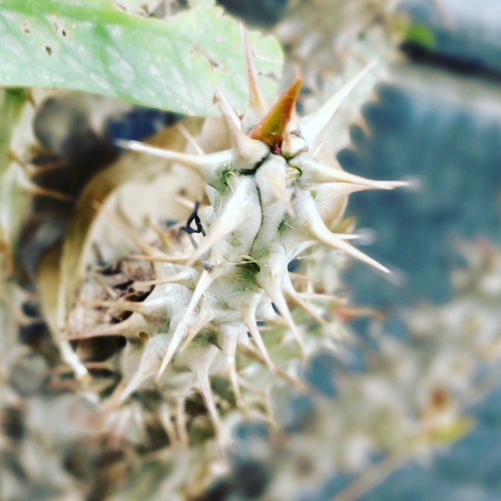 #Cactus#lovenature#lovephotography# ❤️