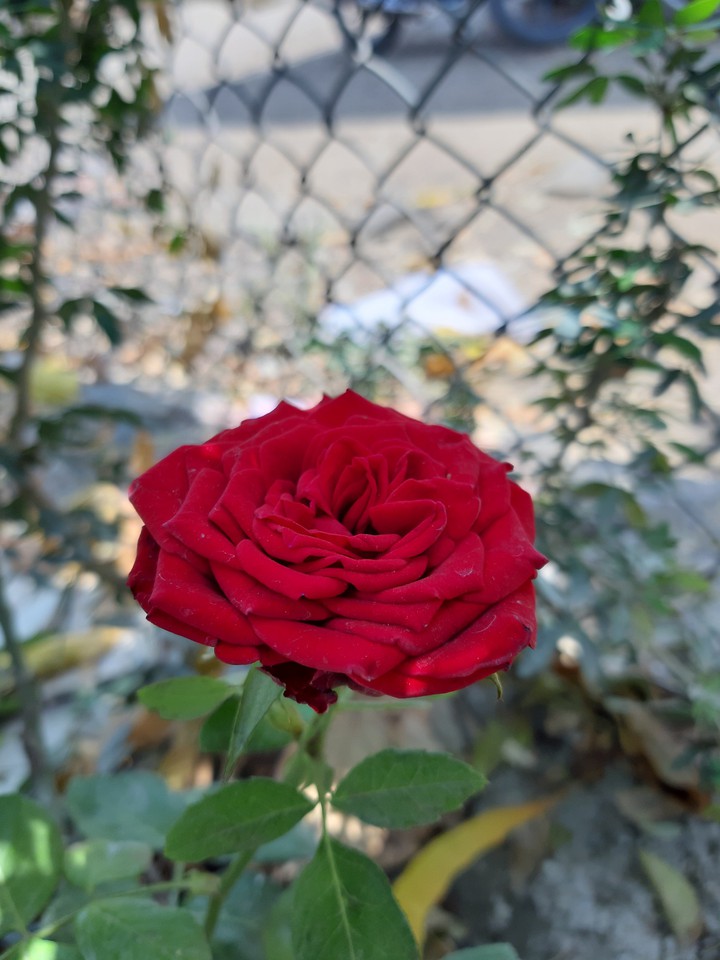 Red Rose