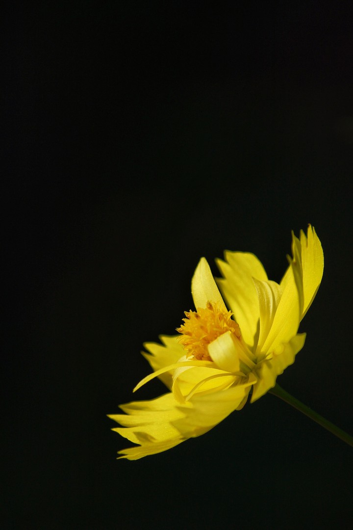 yellow love
