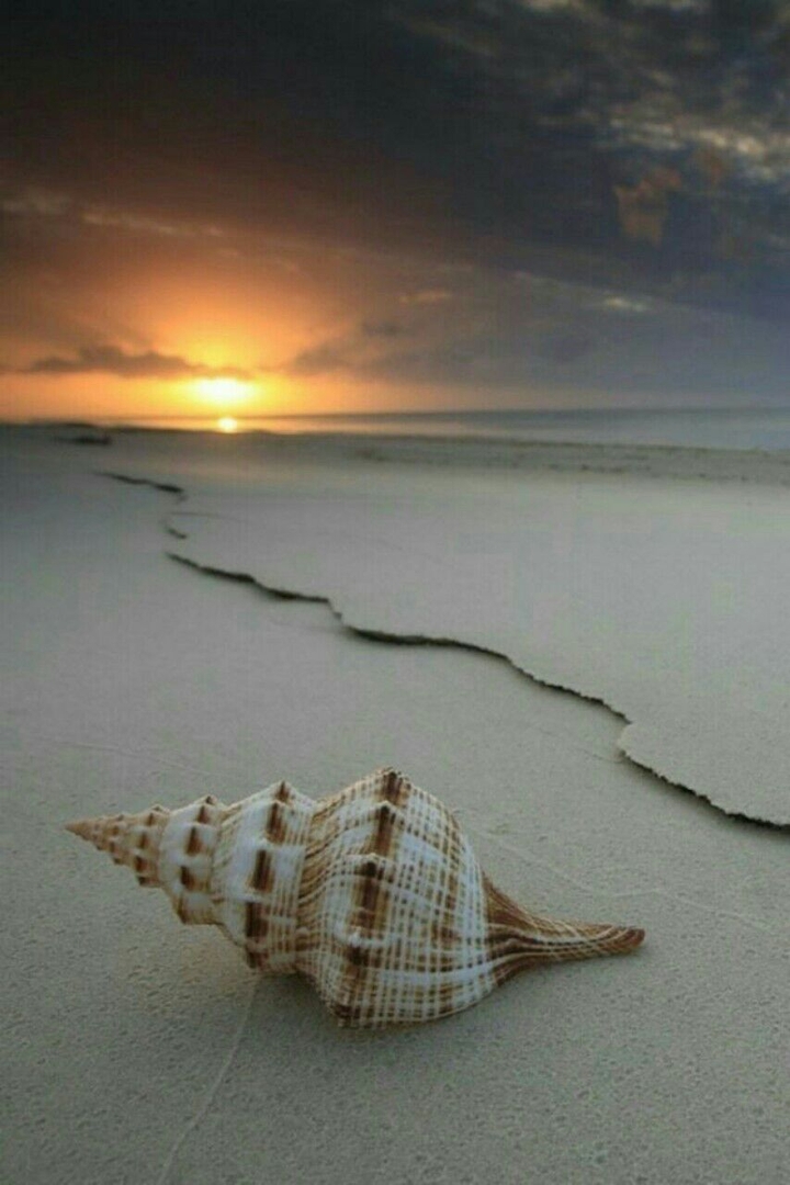 shell