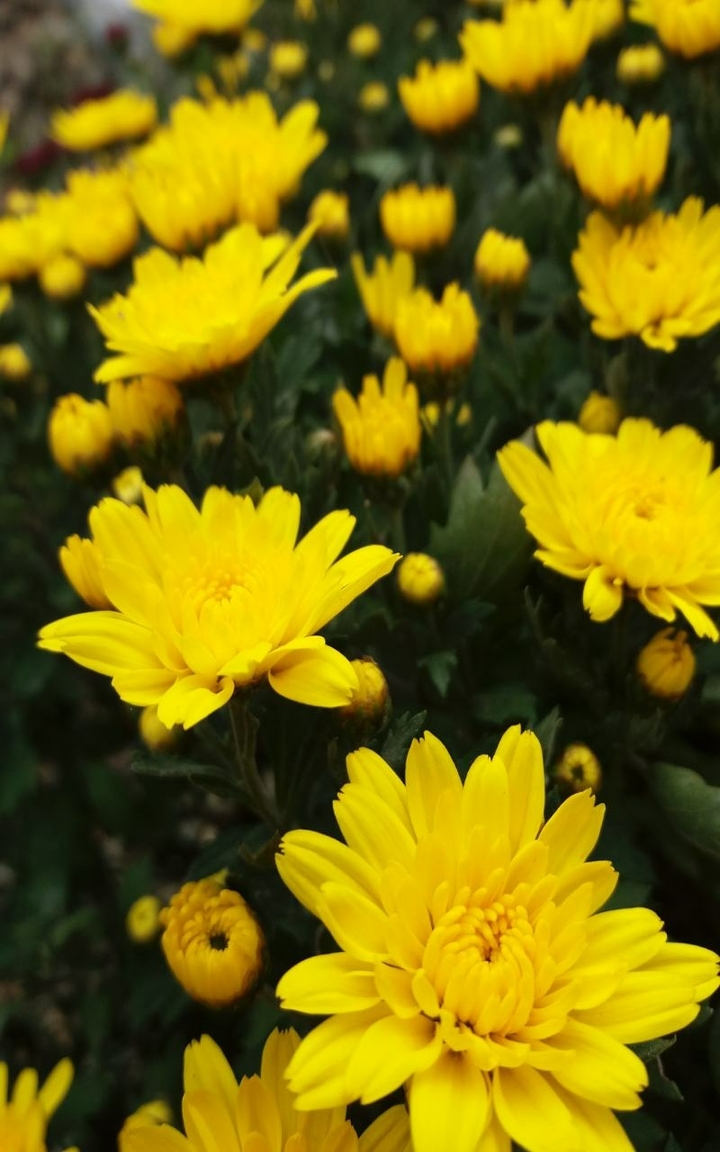 autumn flowers