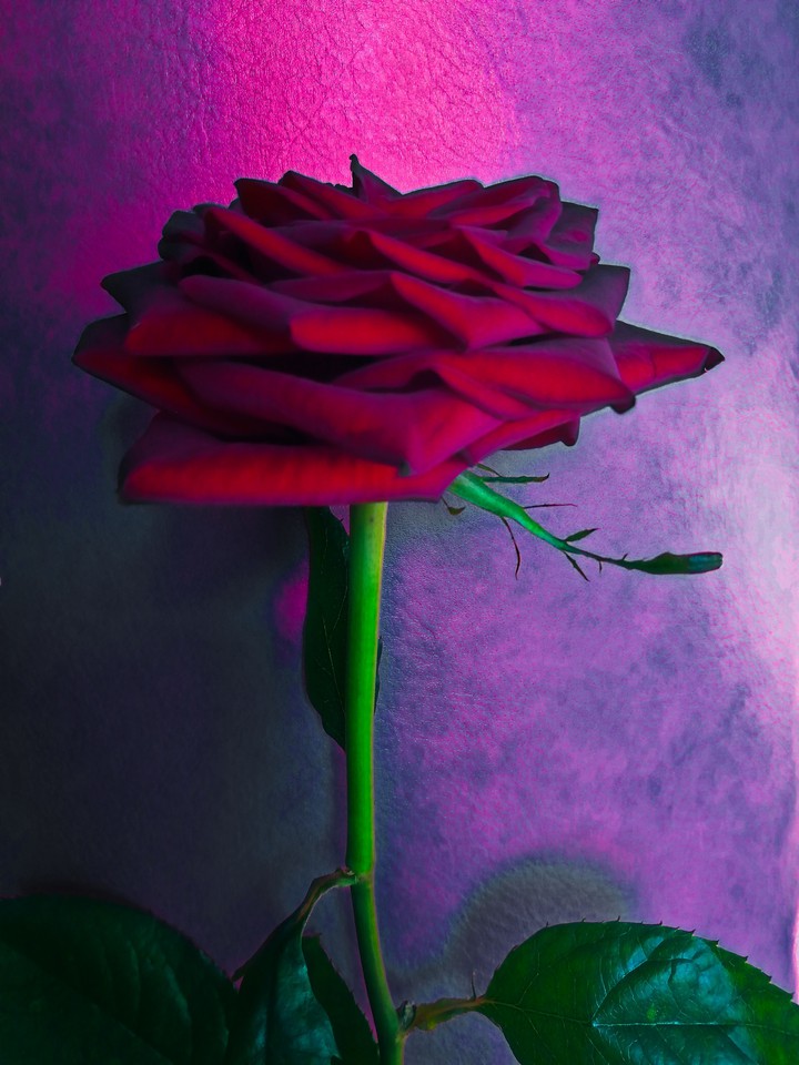 rose ❤️