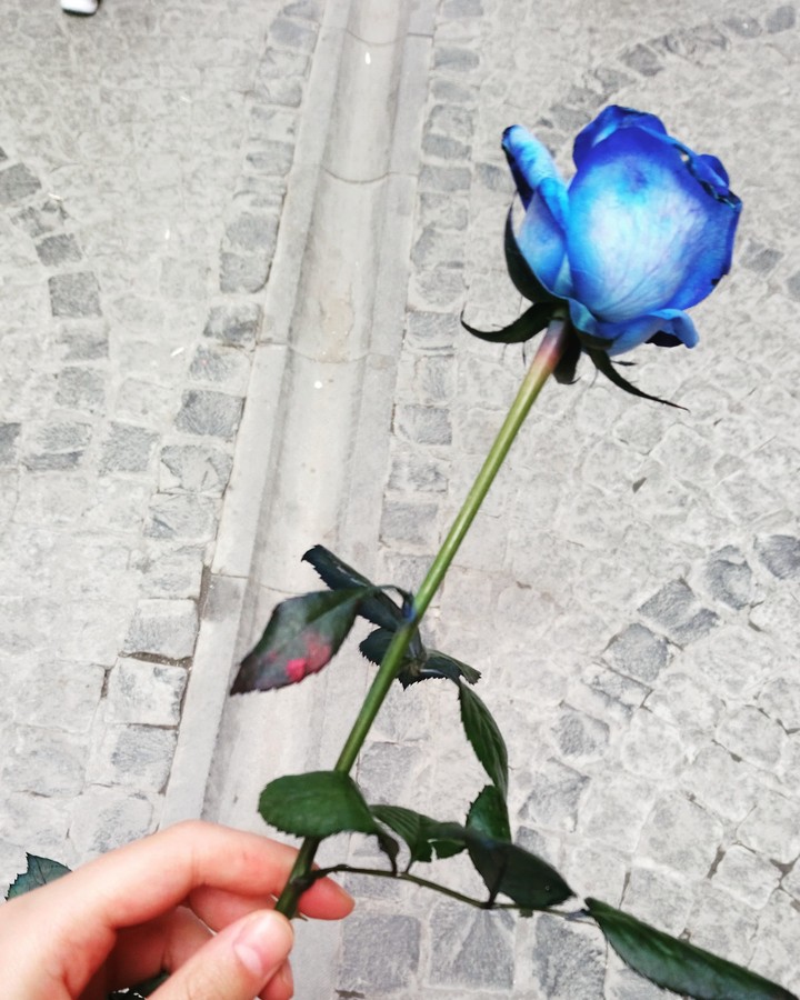 #rose #blue #tbt #life #love