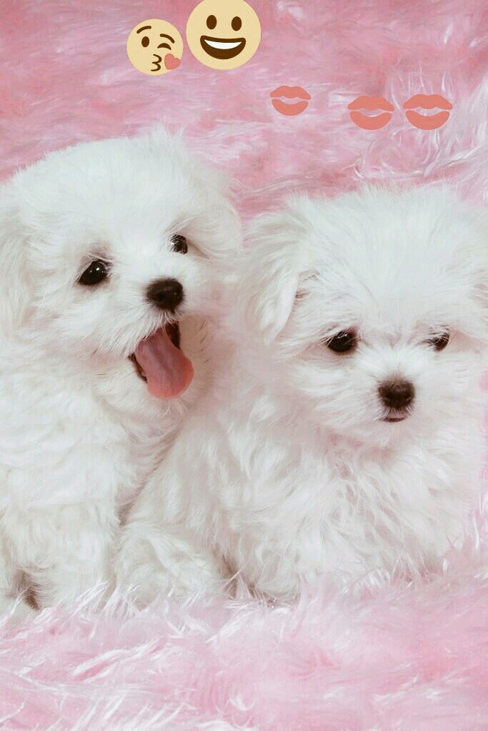 my little puppies