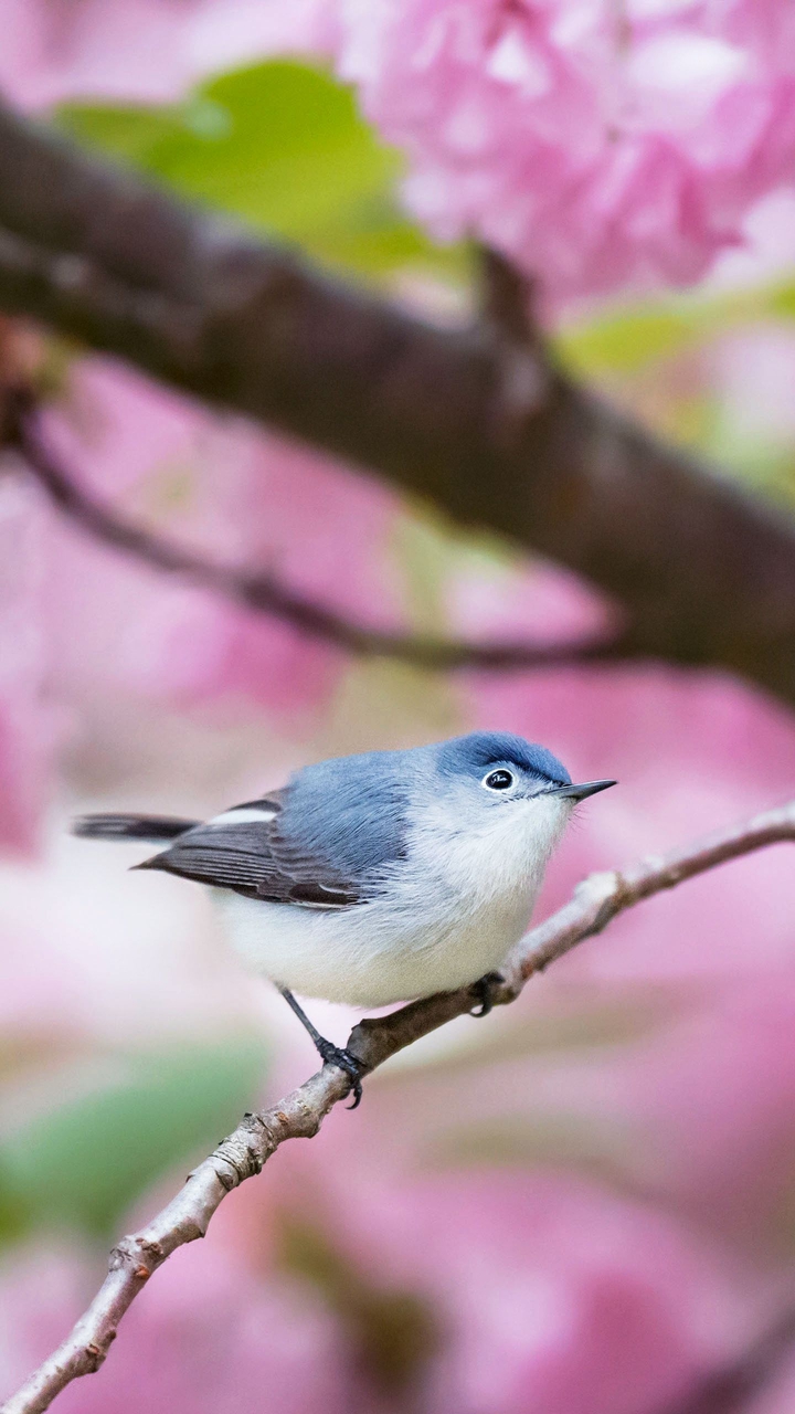 ♥