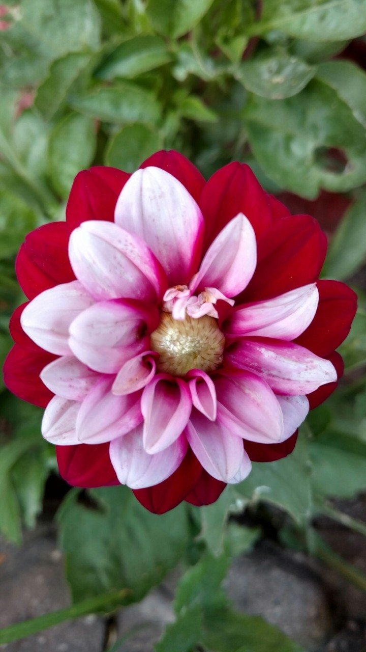 Dalia