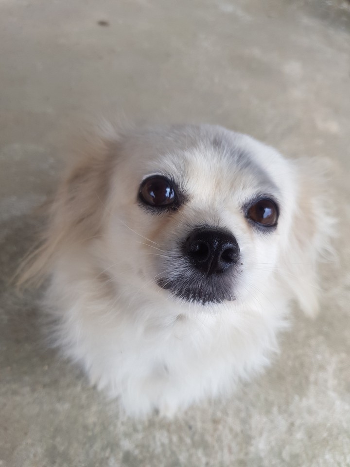 라오스 강아지
