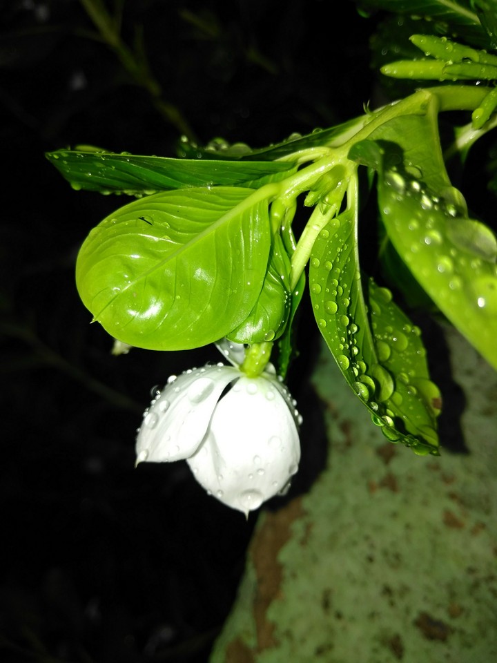 white flower