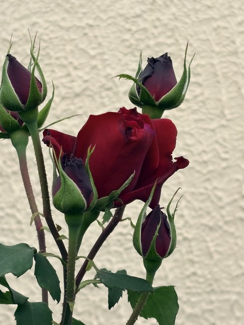 обои petal, red