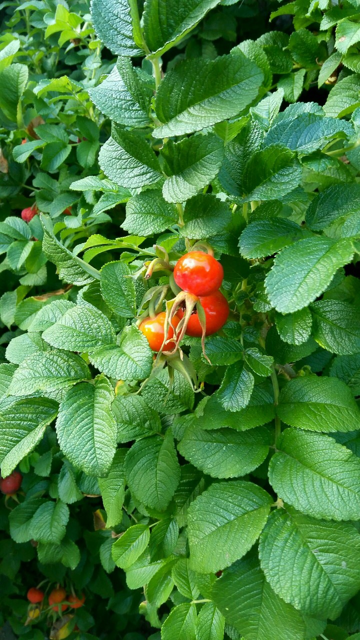 beautiful bush bush