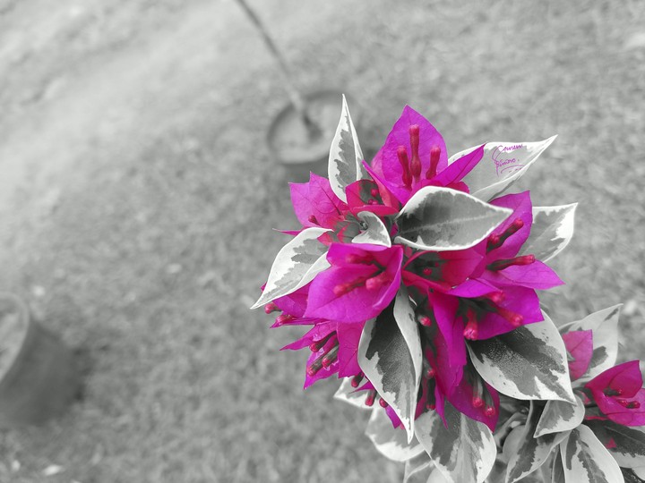 selective colour and colour popping....