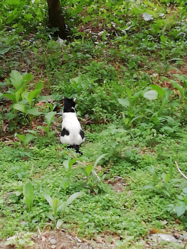 cat