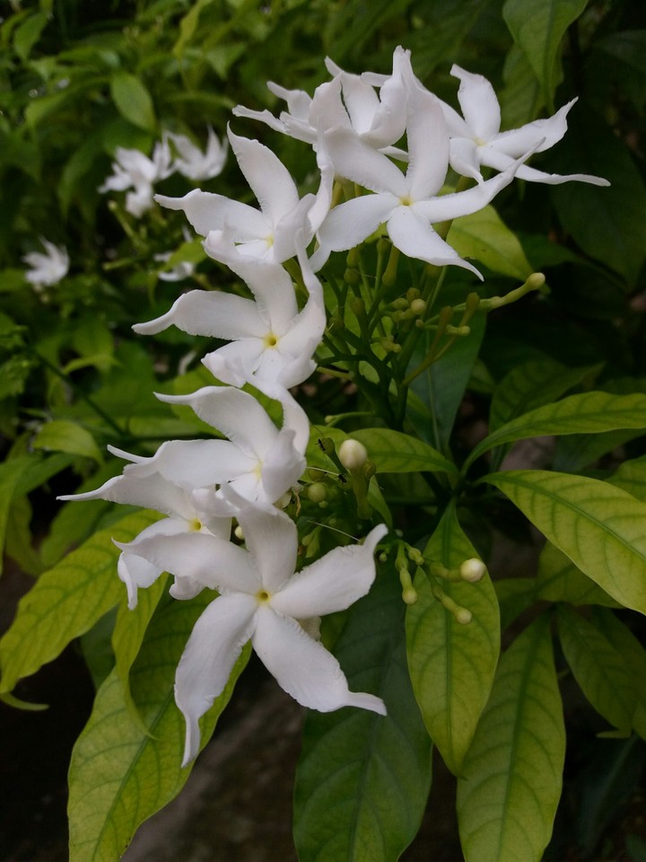 flowers love