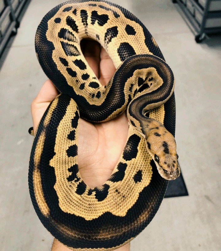 Leopard Black Head Clown