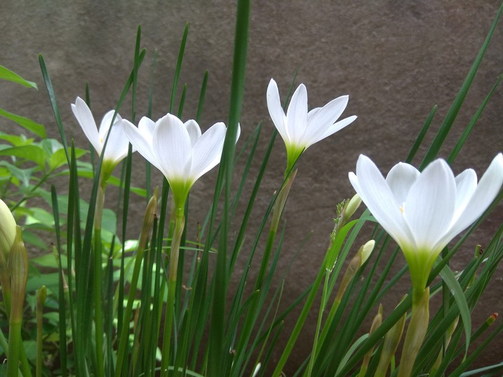 whitle flower