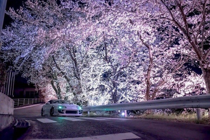 сакура supra