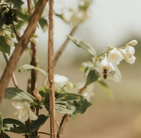 sfondi petal, plant