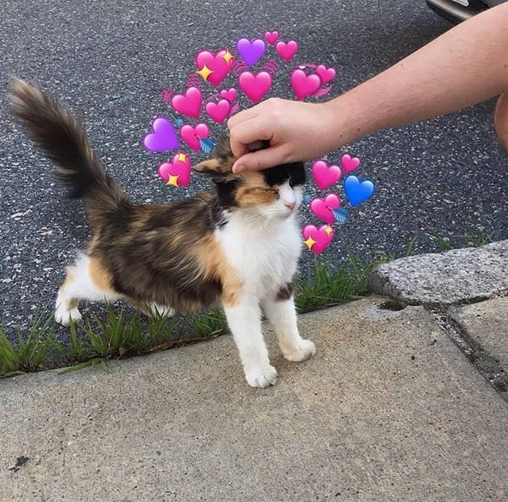 Котик :3