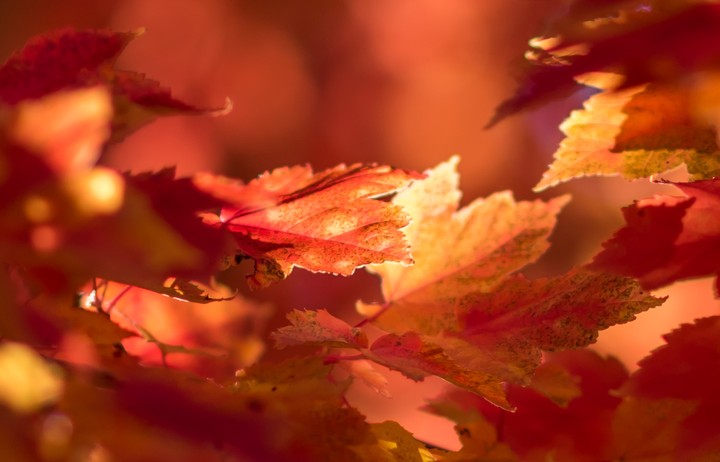 Fall Leaves