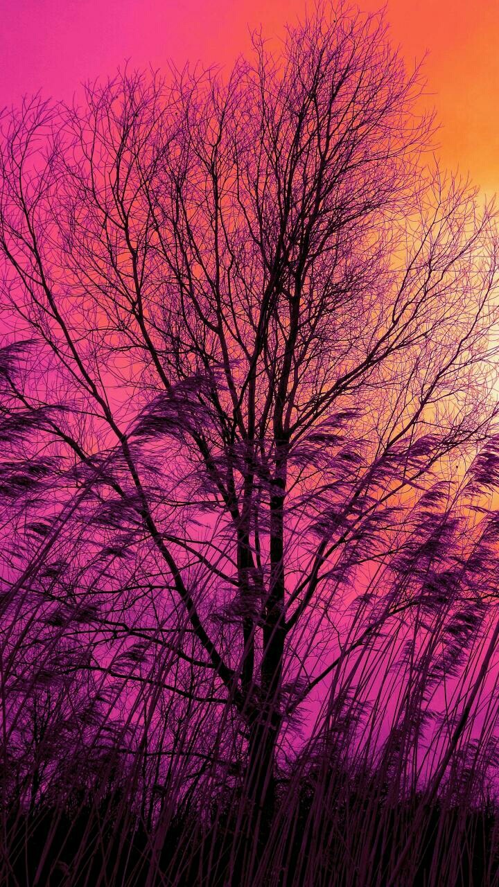 Tree in sunset
