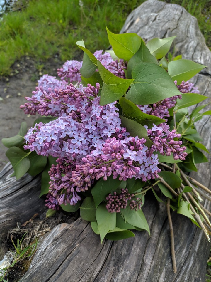 syringa