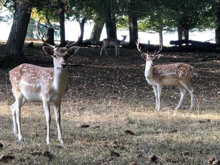 au cœur de la forêt