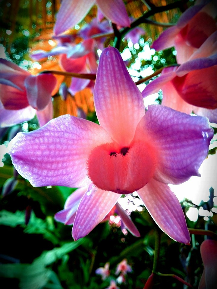 Orchid