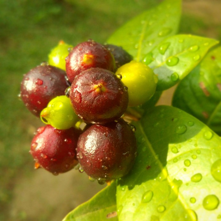 little fruits in flower tree