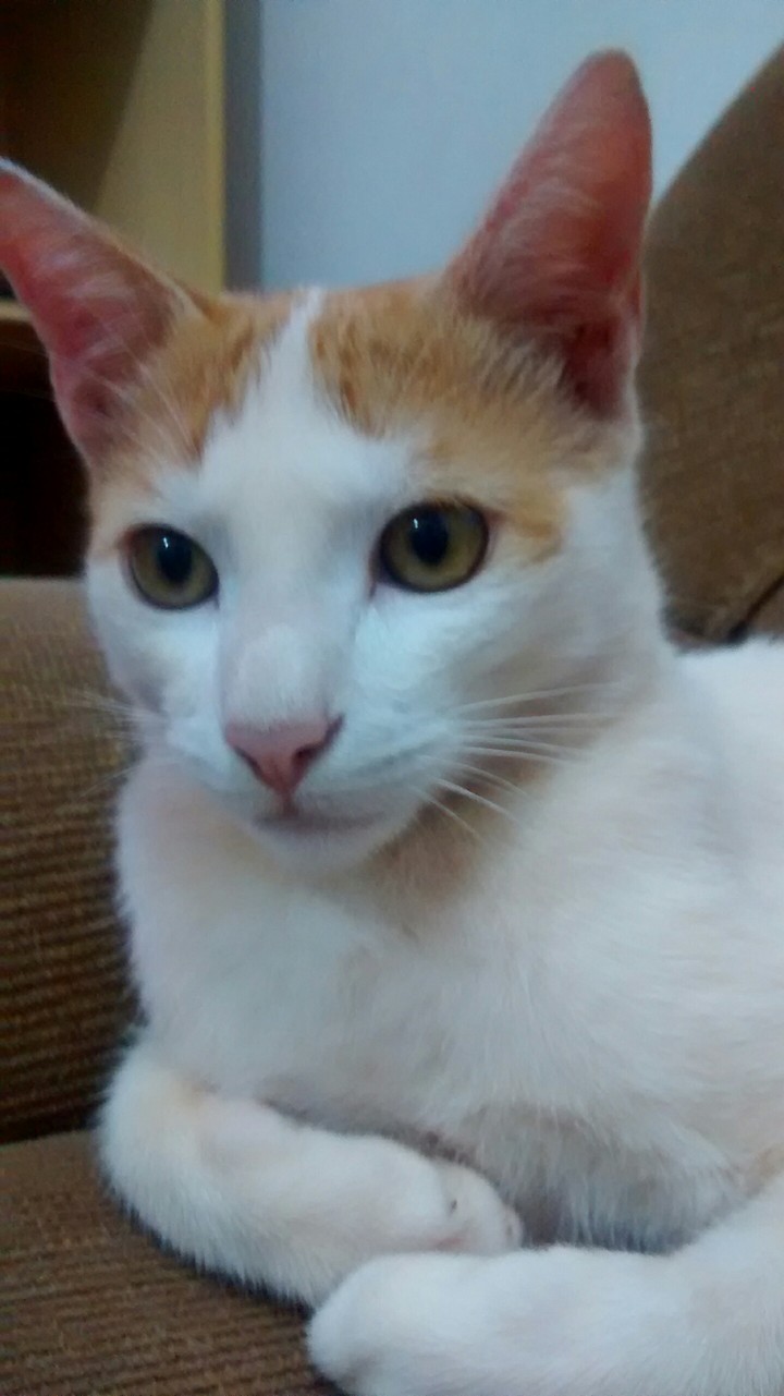 michel