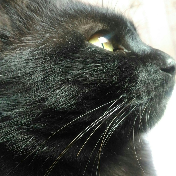 котя