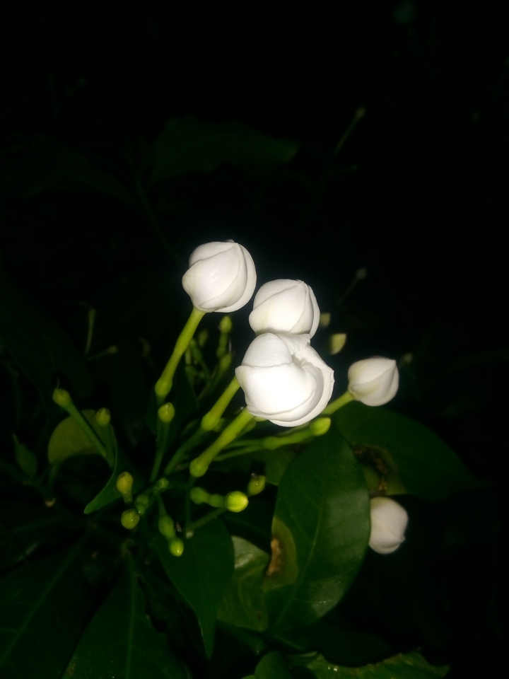 Flower Buds Capture on night mode........