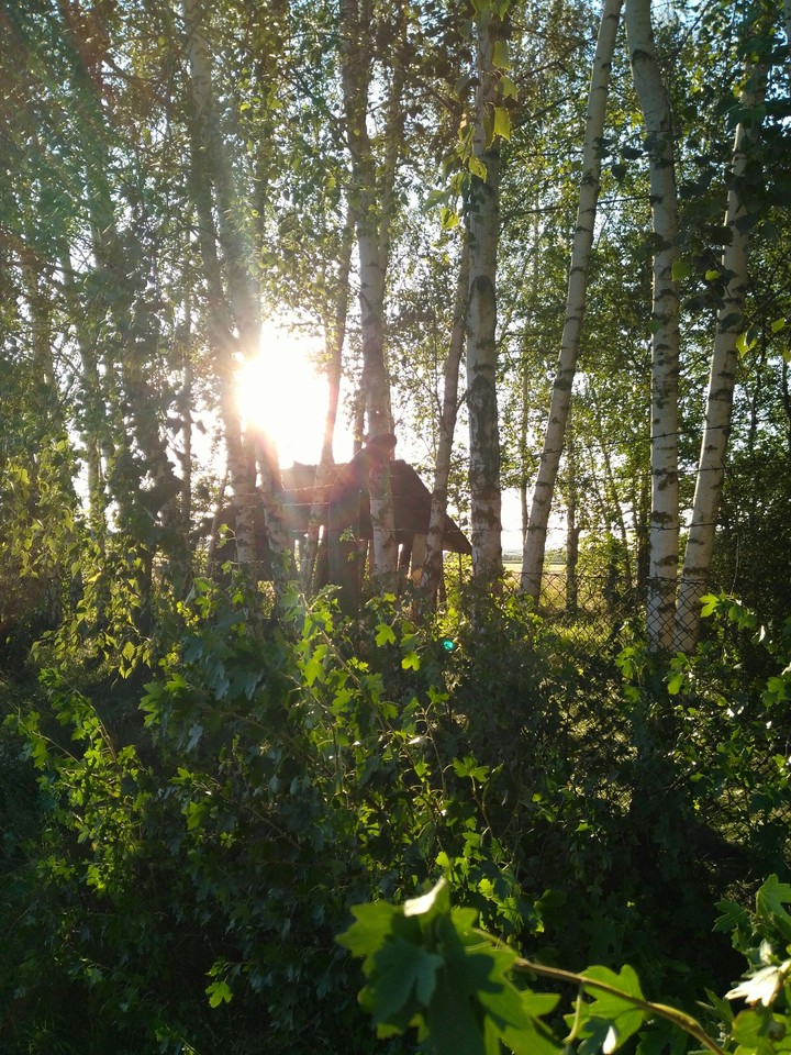 Secret Garden