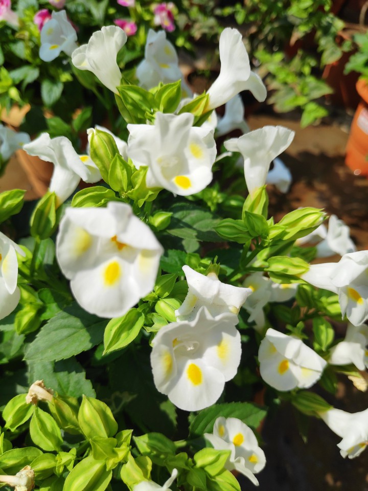 horquilla