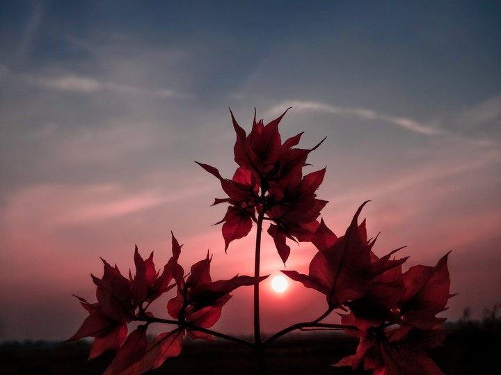 sunset