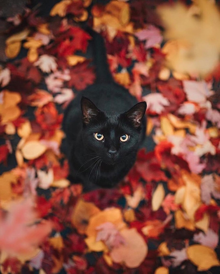 b.cat