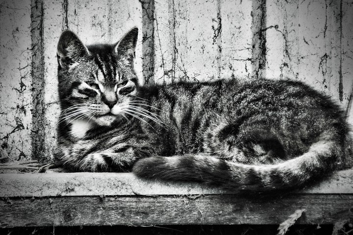cat