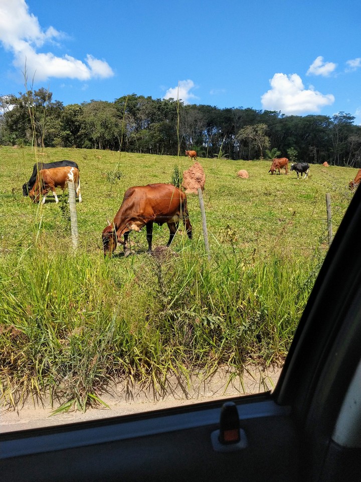 Animais