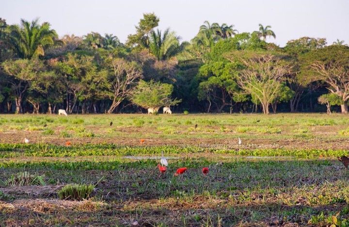 sabana