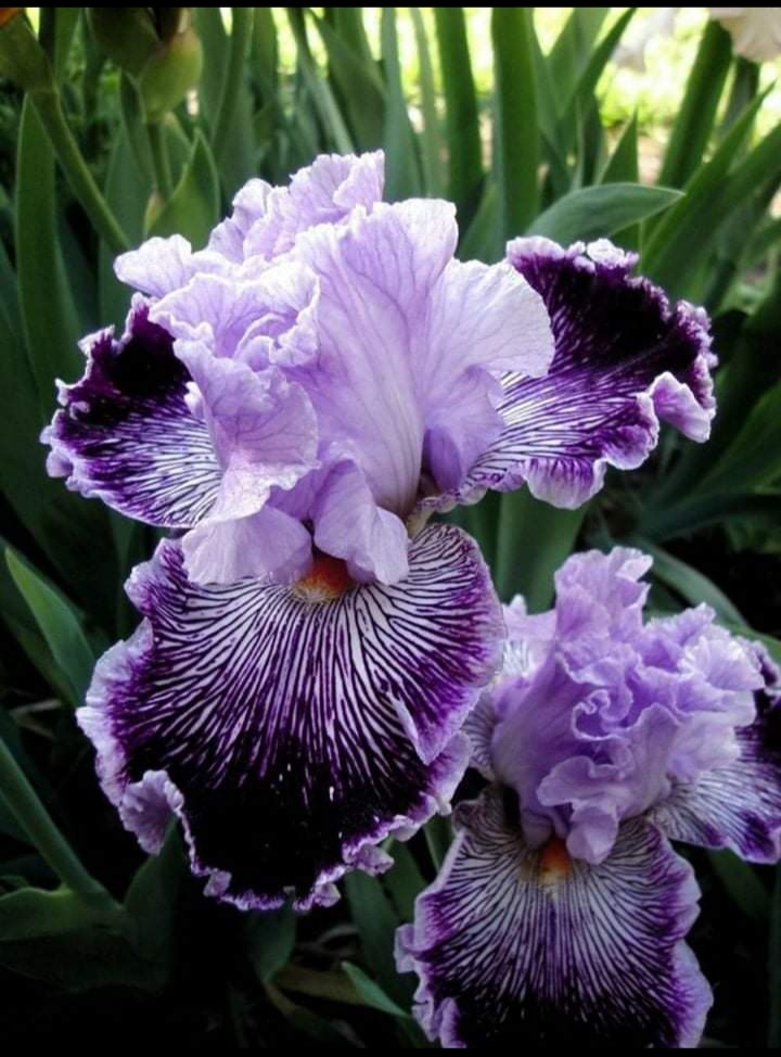 from my garden