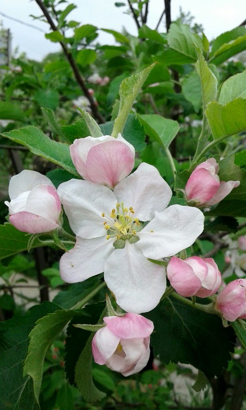Apple tree blossom