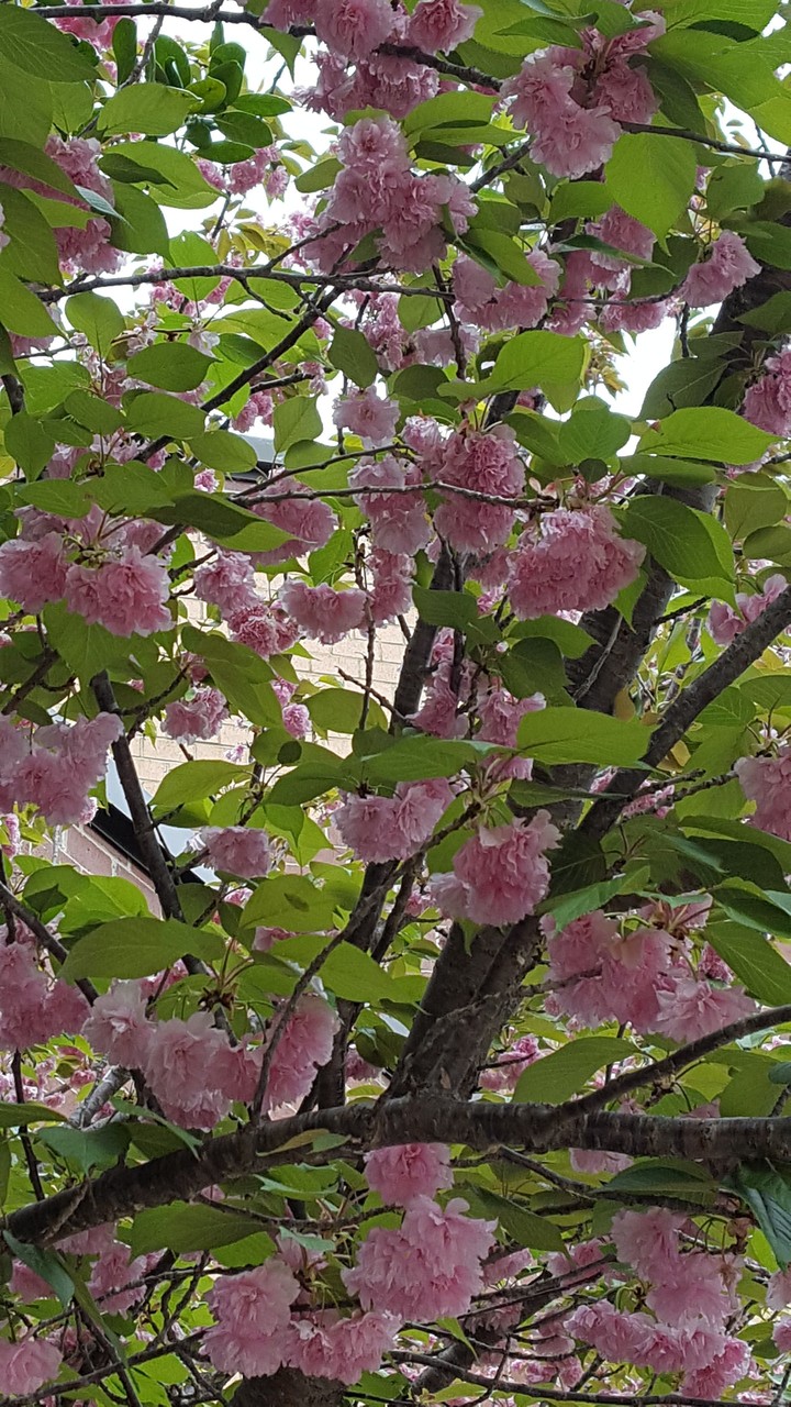 pink flowers