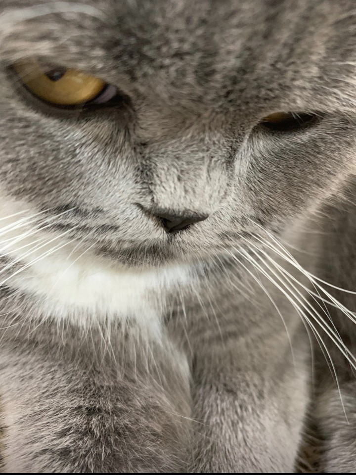 cat