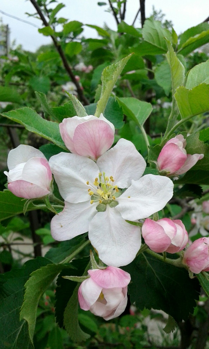 Apple tree blossom