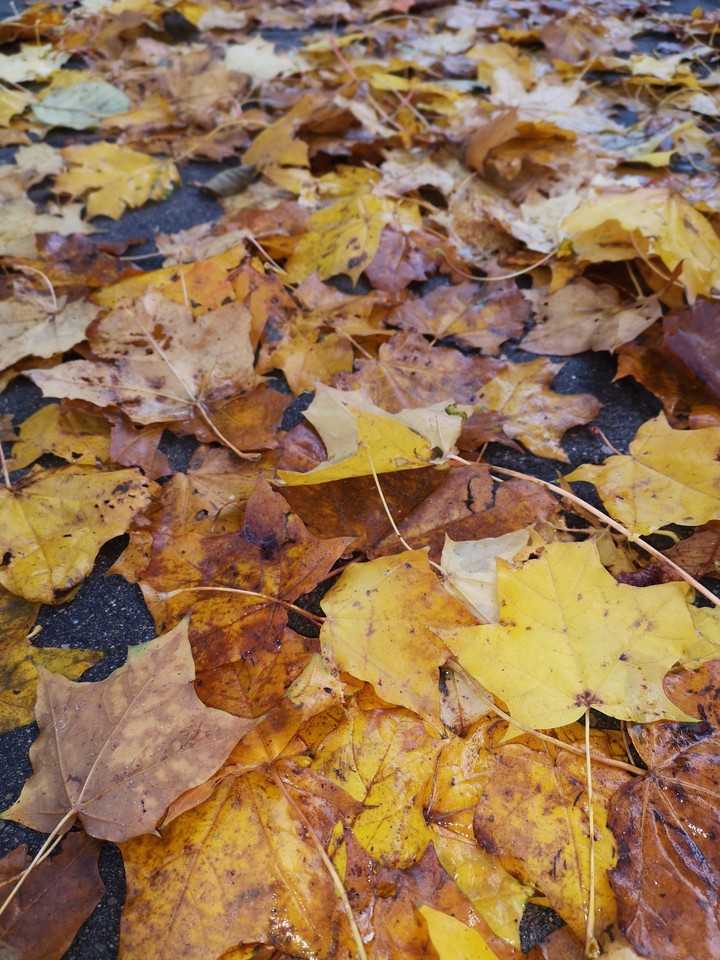 leaves