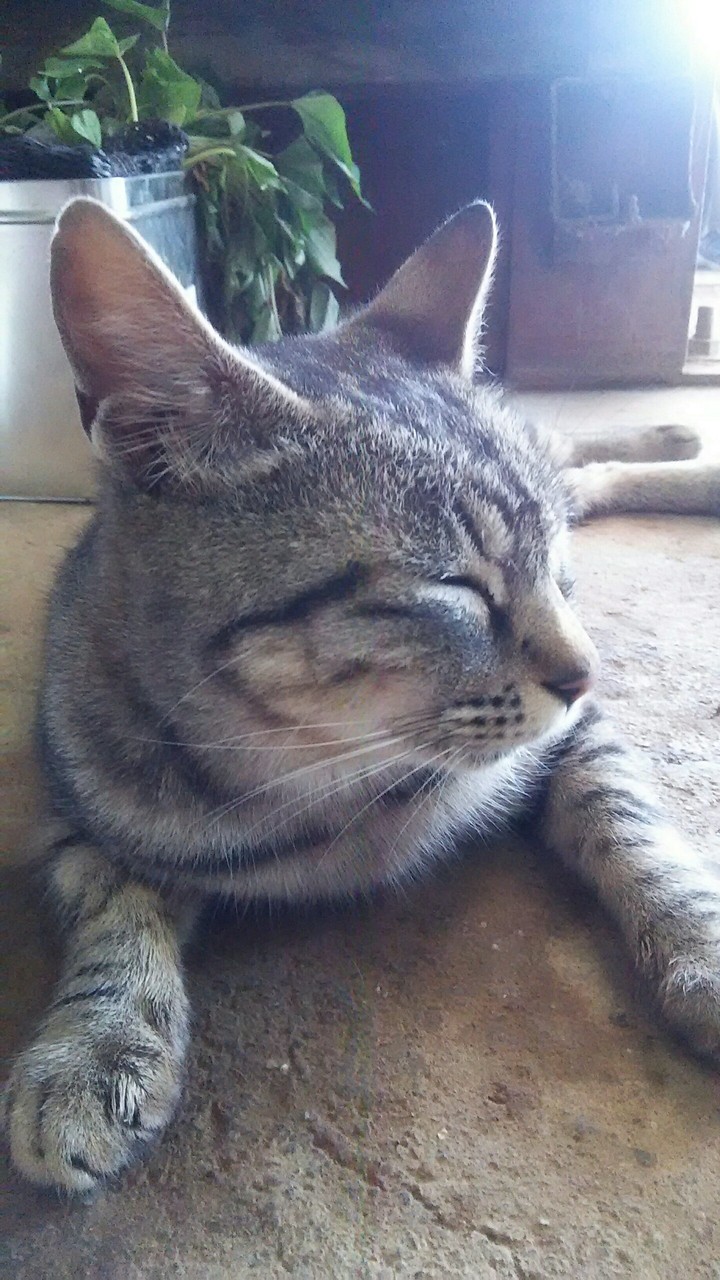 cat